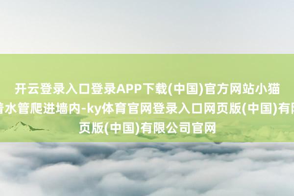 开云登录入口登录APP下载(中国)官方网站小猫可能是顺着水管爬进墙内-ky体育官网登录入口网页版(中国)有限公司官网